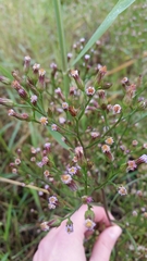 Symphyotrichum subulatum subulatum