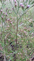 Symphyotrichum subulatum subulatum