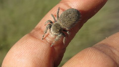 Phidippus octopunctatus