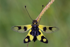 Libelloides macaronius