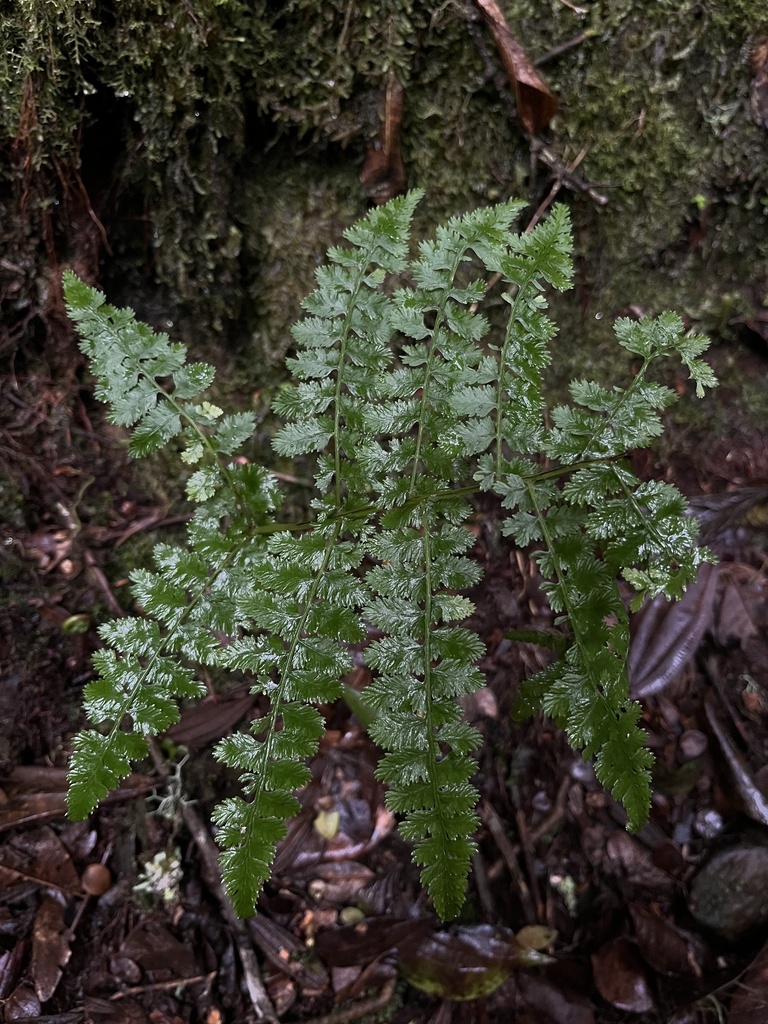 Athyrium dombeyi (Athyrium dombeyi)
