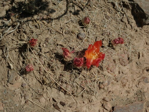Cumulopuntia rossiana, photograph 5