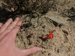 Cumulopuntia rossiana, photograph (c) Nolan Exe, some rights reserved (CC BY)