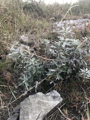 Leontopodium leontopodioides