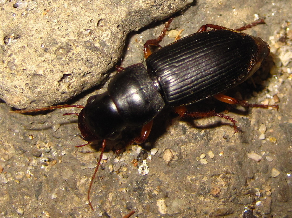 Harpalus eous