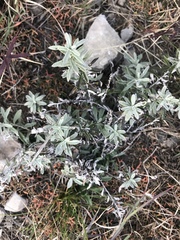 Leontopodium leontopodioides