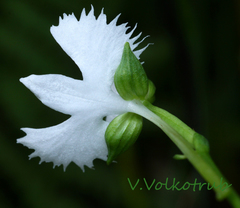Pecteilis radiata