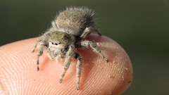Phidippus octopunctatus