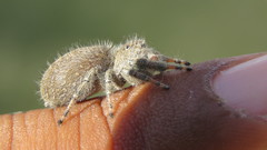 Phidippus octopunctatus