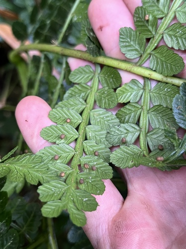 Eupodium pittieri (Eupodium pittieri)