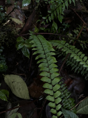Asplenium harpeodes, photograph 3