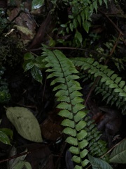 Asplenium harpeodes, photograph (c) Nicolás Baresch Uribe, some rights reserved (CC BY)