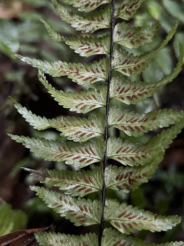 Asplenium harpeodes, photograph 4