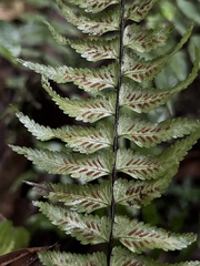Asplenium harpeodes, photograph (c) Nicolás Baresch Uribe, some rights reserved (CC BY)
