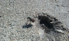 Cicindela scutellaris lecontei