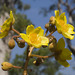 Yellow Kapok - Photo (c) Patrick Keogh, some rights reserved (CC BY-NC-SA)