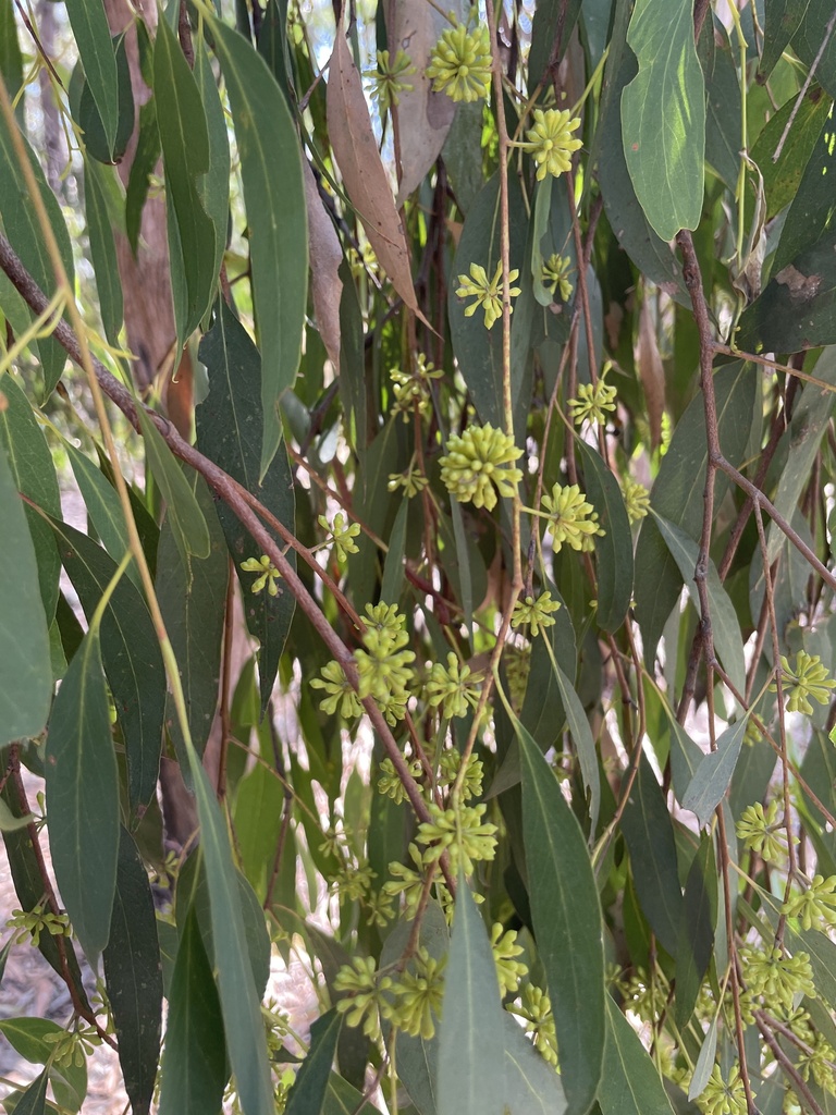 narrowleaf peppermint gum from Waterhouse Way, Botanic Ridge, VIC, AU