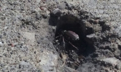 Cicindela scutellaris lecontei
