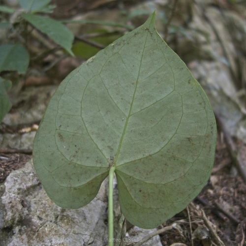 Anthurium clarinervium, photograph 4