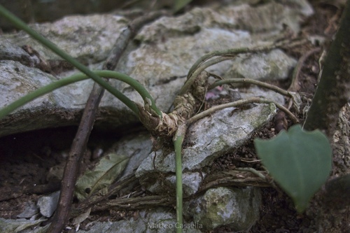 Anthurium clarinervium, photograph 5