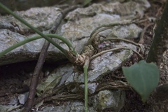 Anthurium clarinervium, photograph (c) Matteo Cassella, some rights reserved (CC BY-SA)