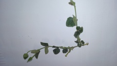 Thunbergia capensis
