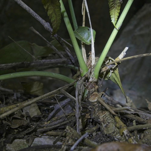 Anthurium clarinervium, photograph 2