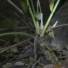 Anthurium clarinervium, photograph (c) Matteo Cassella, some rights reserved (CC BY-SA)