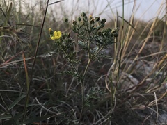Potentilla chinensis