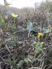 Potentilla chinensis