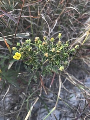 Potentilla chinensis