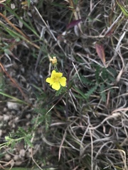 Potentilla chinensis