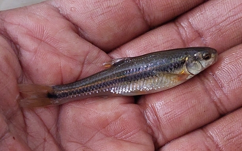 Papaloapan Chub