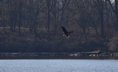 Bald Eagle photographed in Indiana