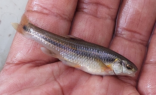 Papaloapan Chub