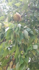 Maclura pomifera