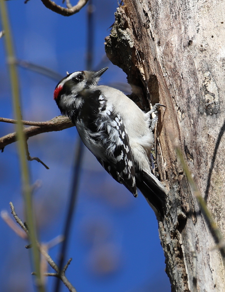 Downy Woodpecker from Greene County, OH, USA on March 15, 2023 at 03:45 ...