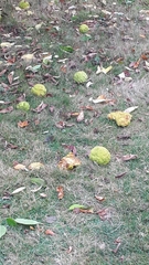 Maclura pomifera