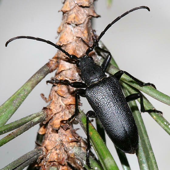 Neanthophylax tenebrosus