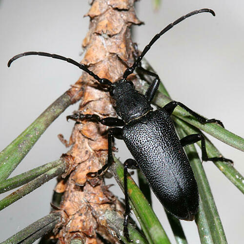 Neanthophylax