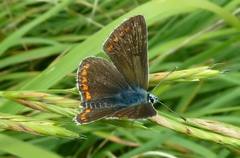 Aricia artaxerxes allous