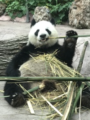 Ailuropoda melanoleuca