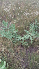 Asclepias notha