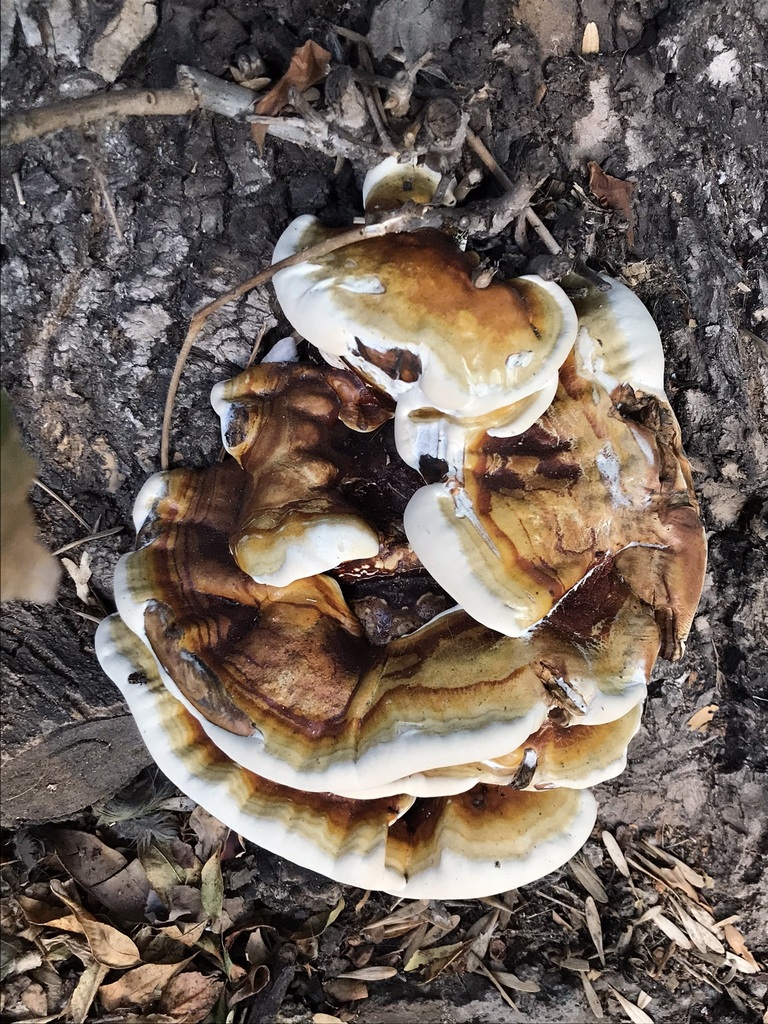Ganoderma sessile · March 2023 · photo: © tutitah (iNaturalist, cc0)