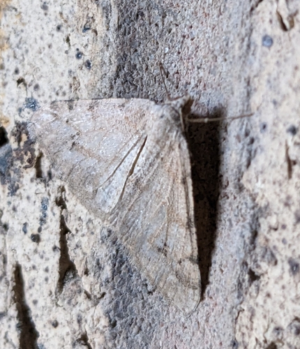 California Granite Moth and Allies photo 3