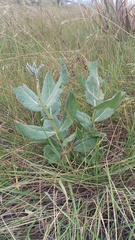 Asclepias notha