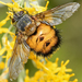 Spiny Tachina Fly - Photo (c) Steven Mlodinow, some rights reserved (CC BY-NC), uploaded by Steven Mlodinow