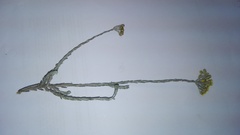 Helichrysum anomalum