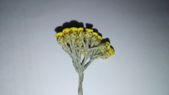 Helichrysum anomalum
