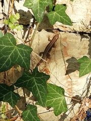 Podarcis muralis